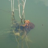 Teich 1