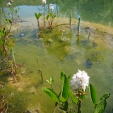 Teich 1