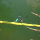Teich 1