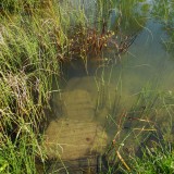 Teich 2