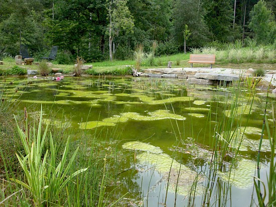 Teich 2