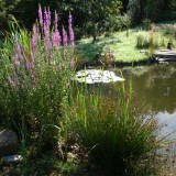 Teich 2