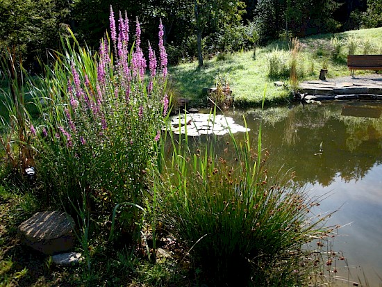 Teich 2