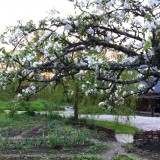 Grosser Garten