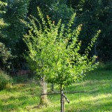 Obstbäume