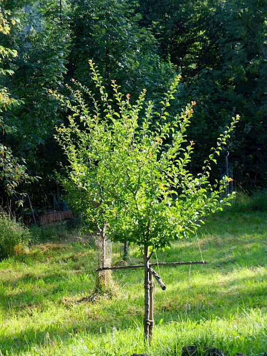 Bäume