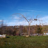 Trauerweide