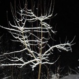 Apfelbaum