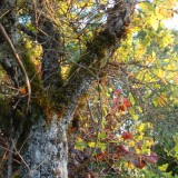 Plätze