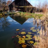 Teich