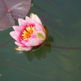 Teich