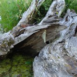 Teich
