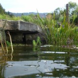 Teich