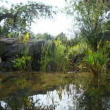 Teich