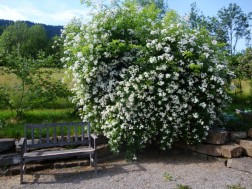 Frühling