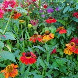 Sommer