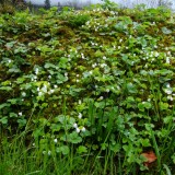 frühling