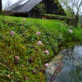 frühling