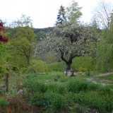 frühling