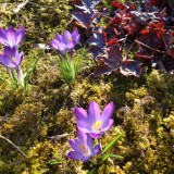 frühling