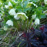 frühling