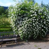 frühling
