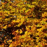 Herbst