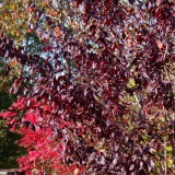 Herbst