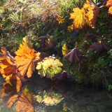 Herbst