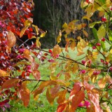 Herbst