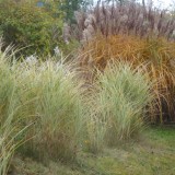 Herbst