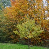 Herbst