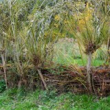 Herbst