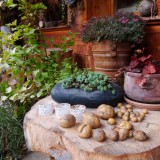 Herbst