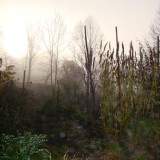 Herbst