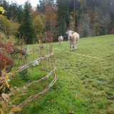 Herbst