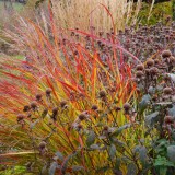 Herbst