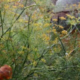 Herbst